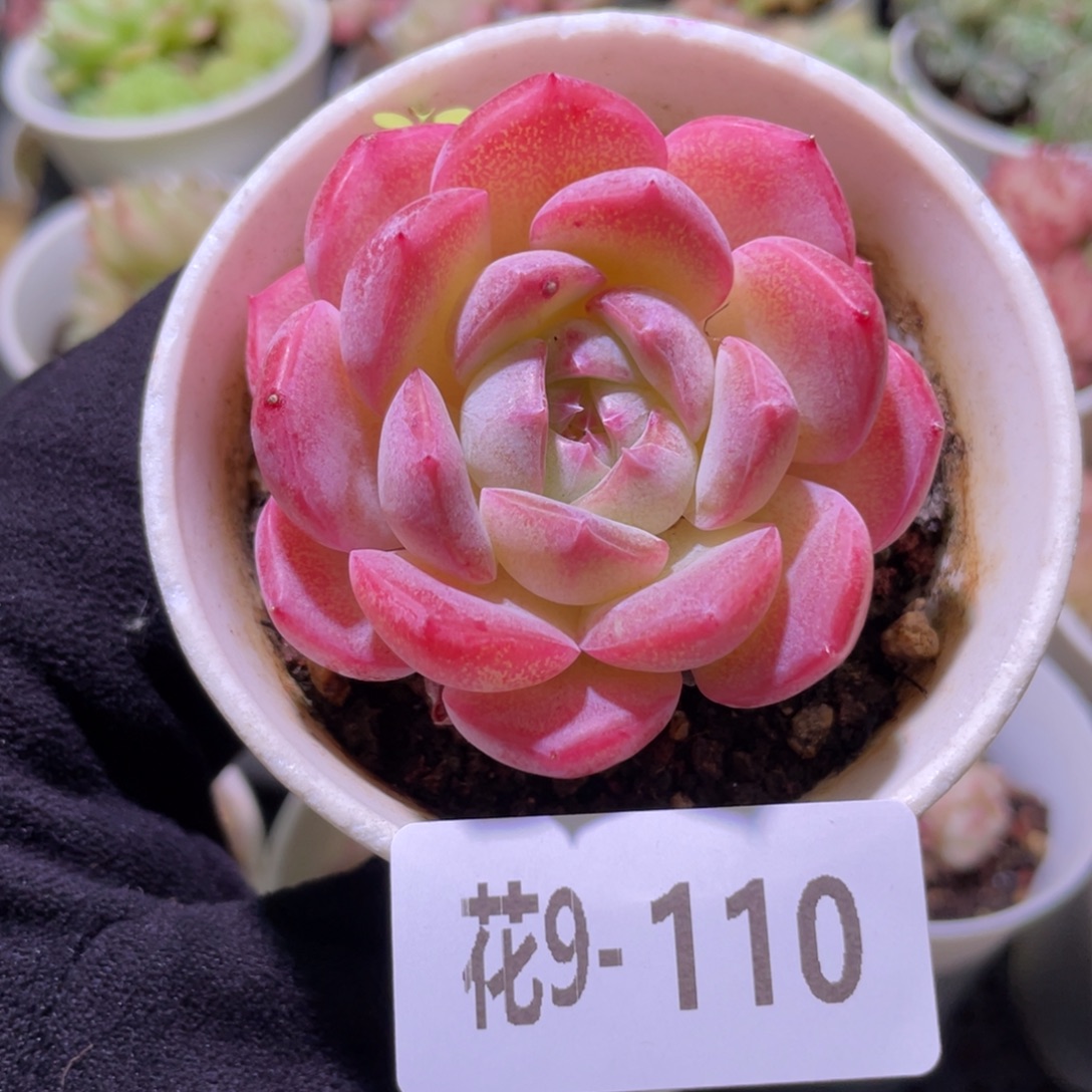 花利美9-110新品单头