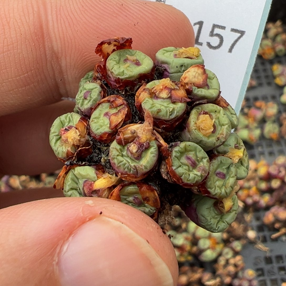 诗***13-157肉锥多肉植物