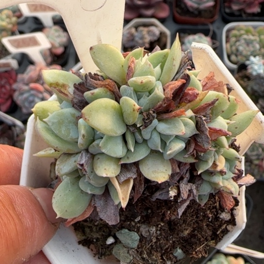 160特玉莲缀多肉植物多
