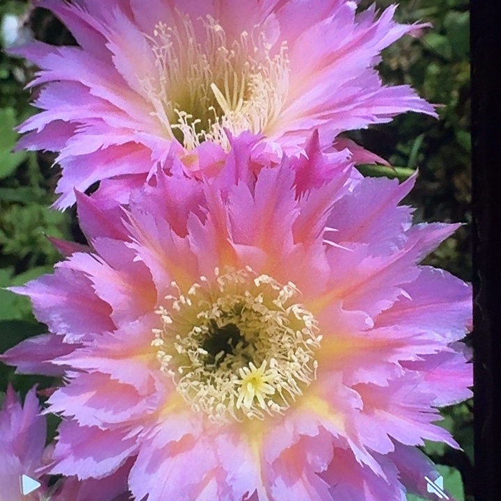 紫薇星带根高10公分毛花柱短刺