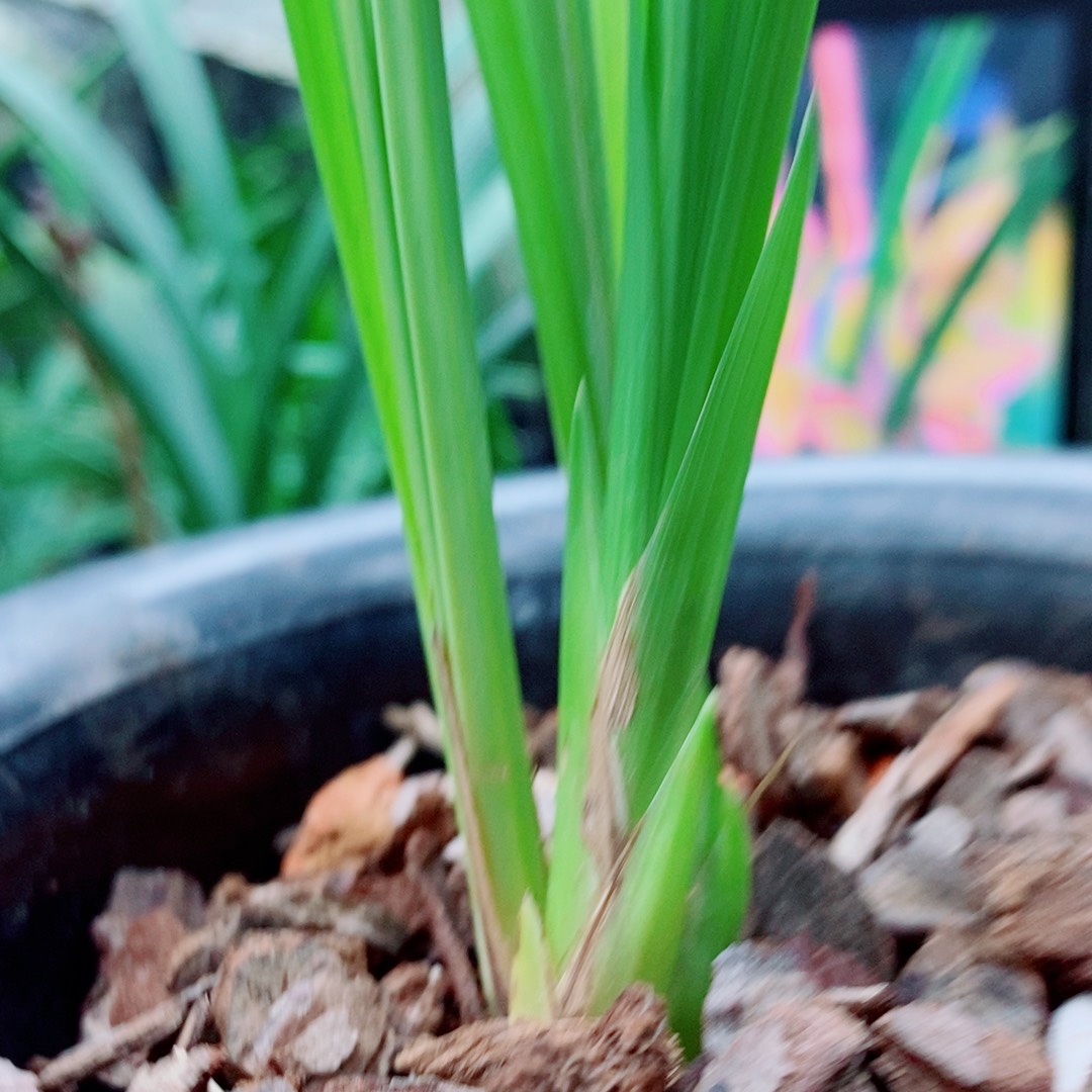 当前无花栽培后可以开花