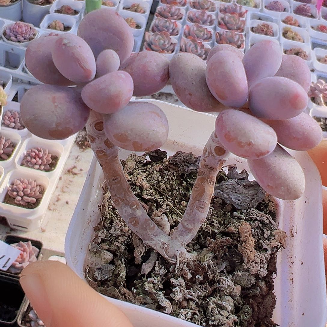 双头老桩桃蛋19包邮