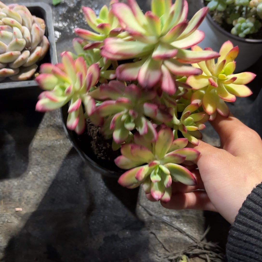 小叮当锦！新疆包邮