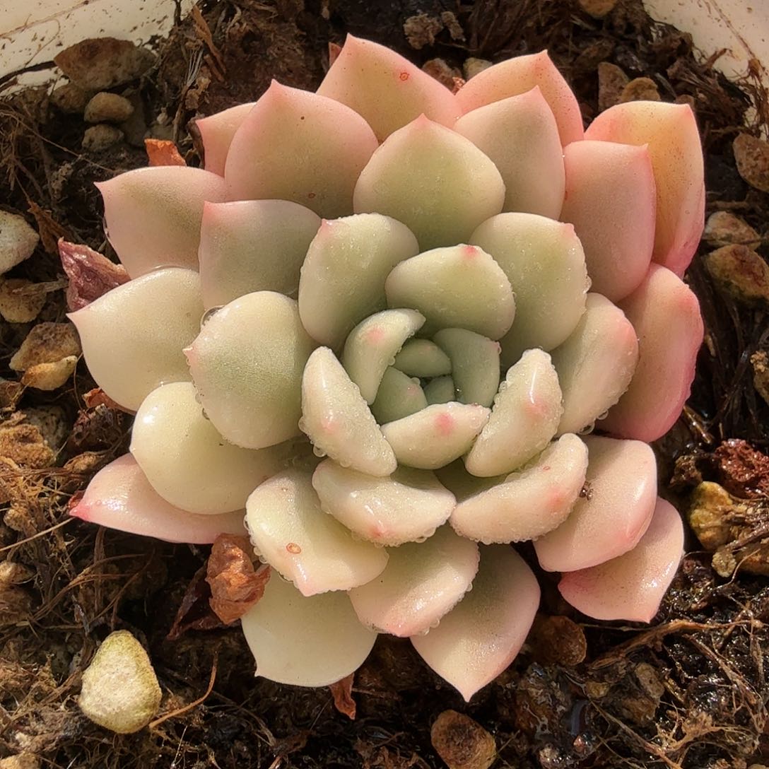 红宝石锦，多肉植物