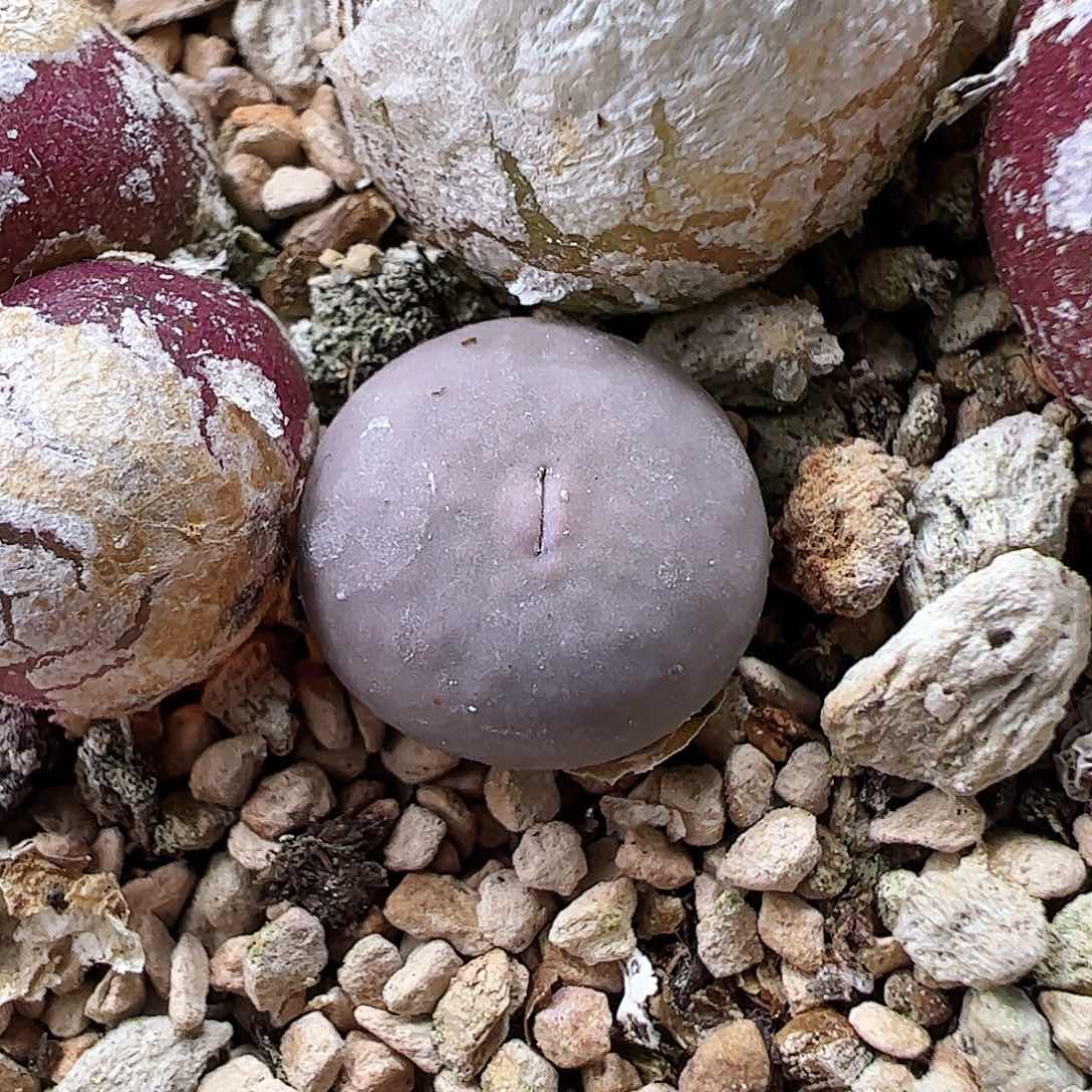 434/拿铁多肉植物馆