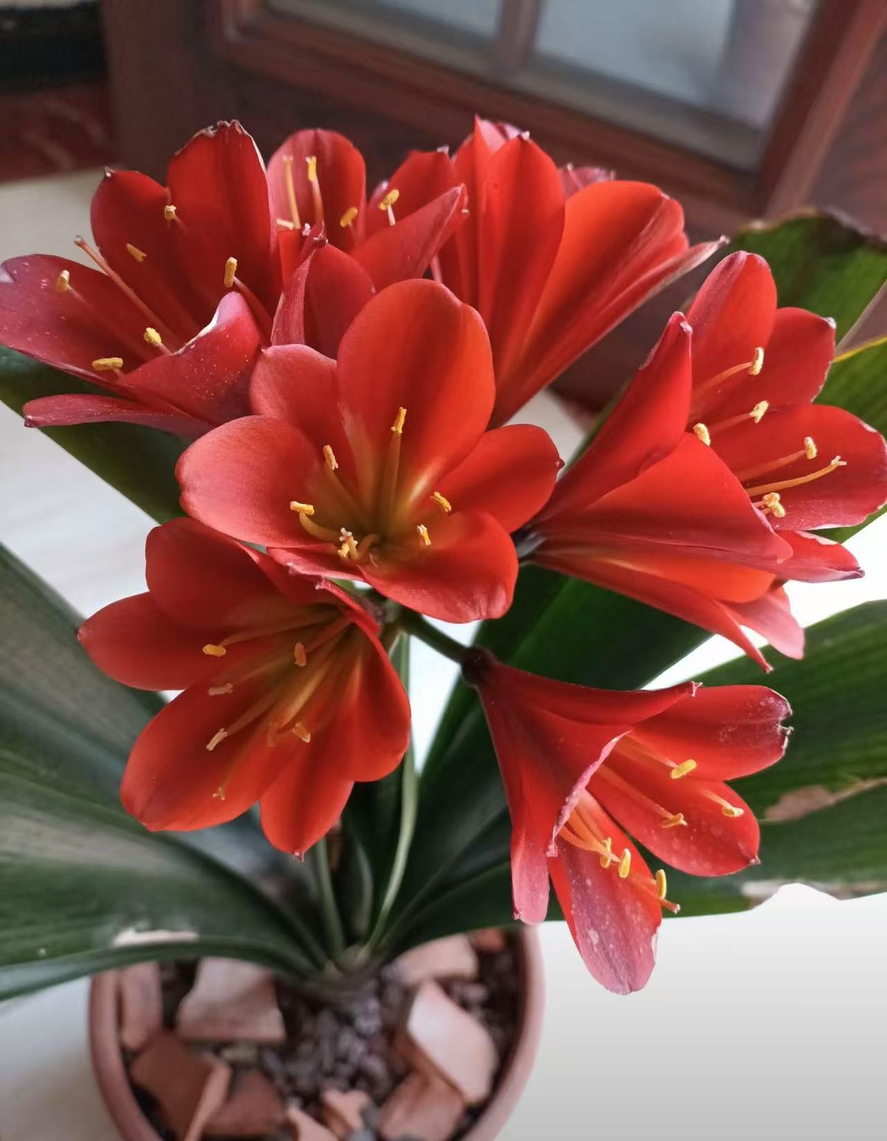 好品种君子兰10个叶片以上 当年开花 原盆土发货 可直接下单