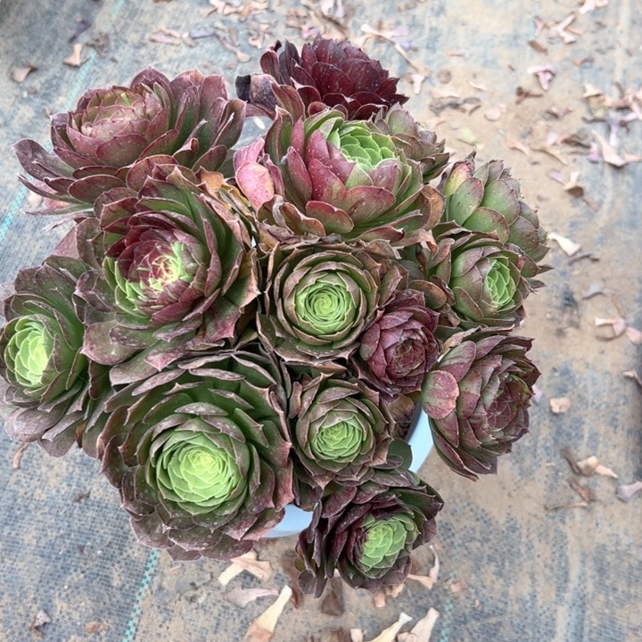 花月夜多肉多肉多肉81