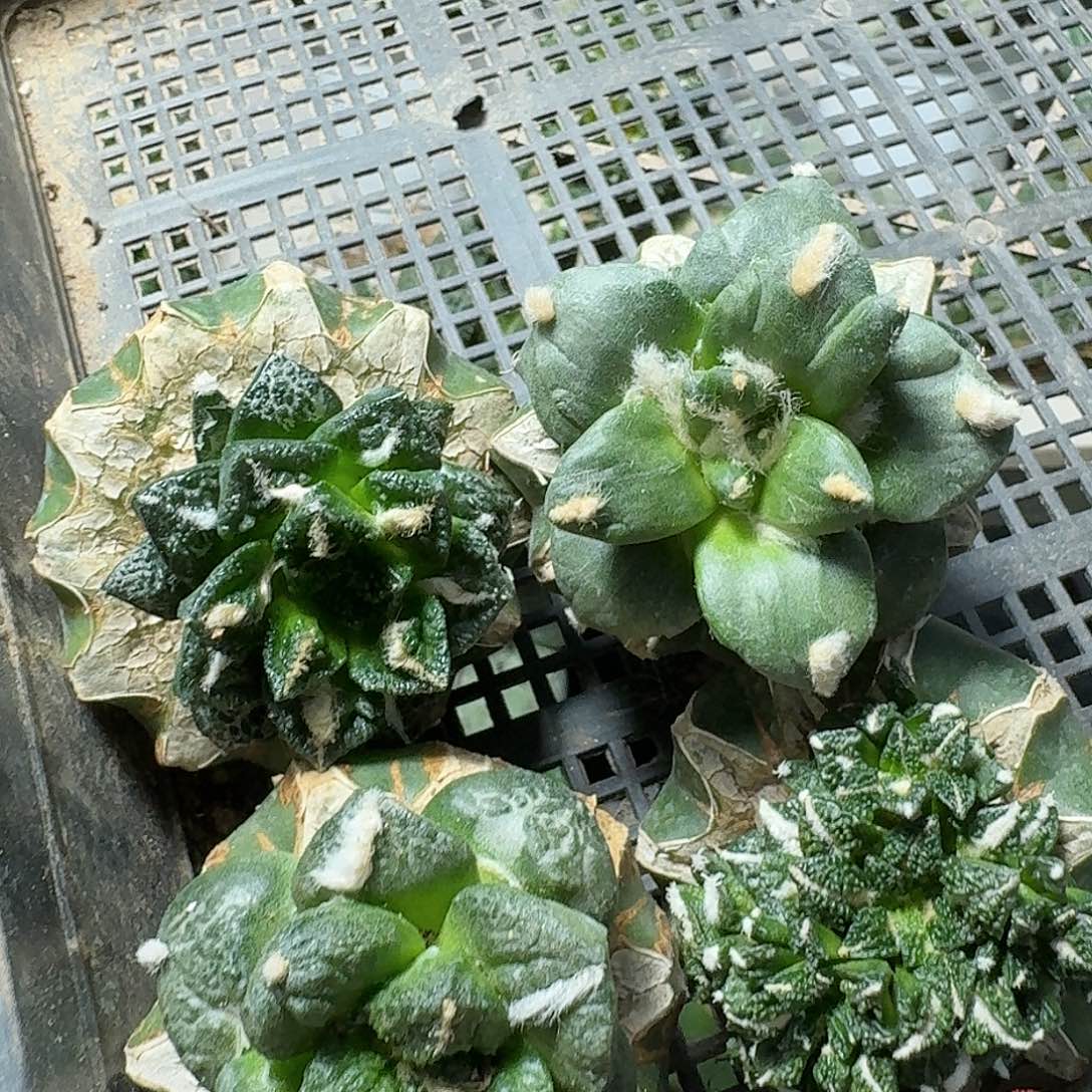 【闪购商品】无花朵欧****）四颗牡丹967