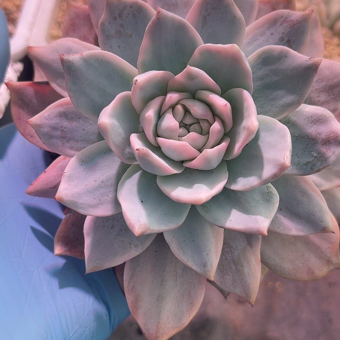 尚品园艺福利粉蓝鸟锦母本