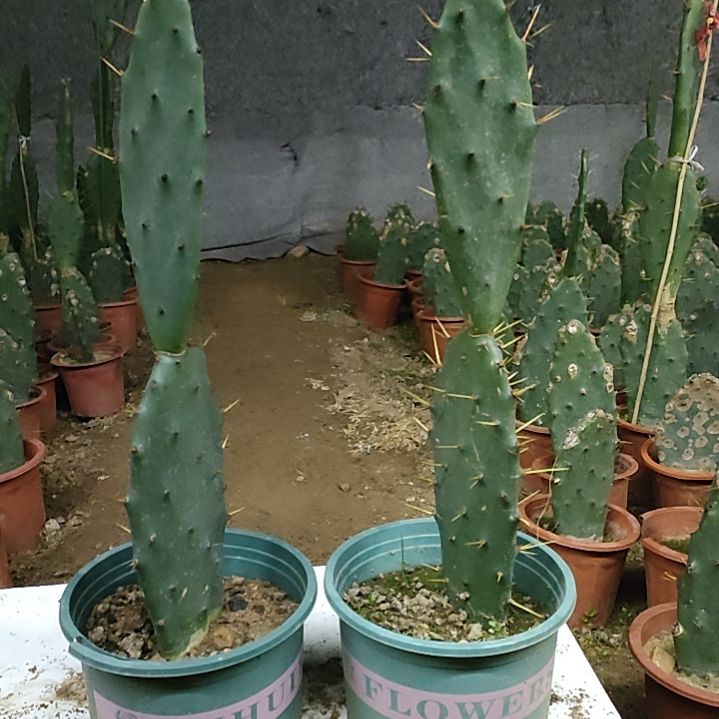 阿***杰黄大刺仙人掌两节两颗