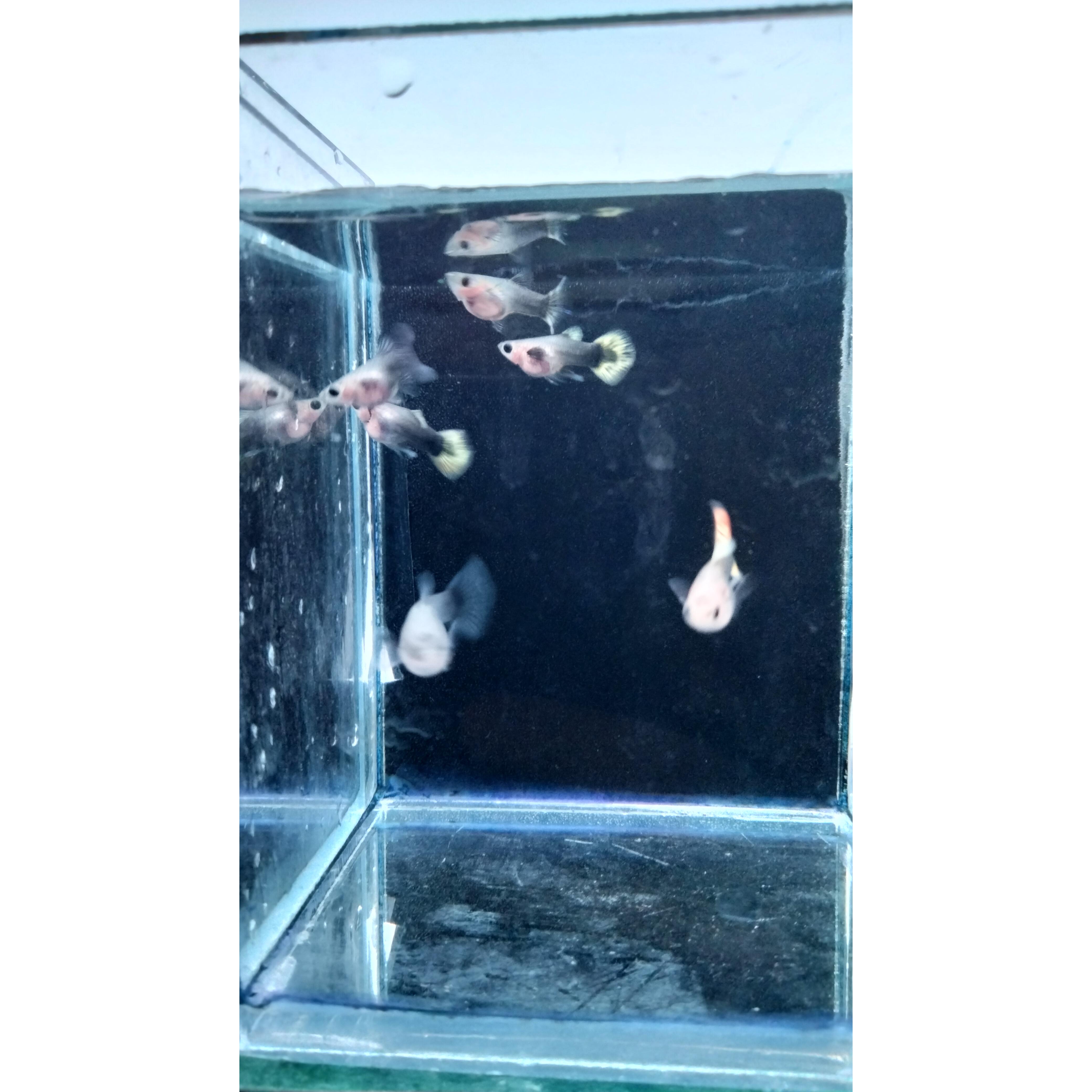 小太阳金葵花孔雀鱼小型热带观赏鱼好养耐活（入缸后不包