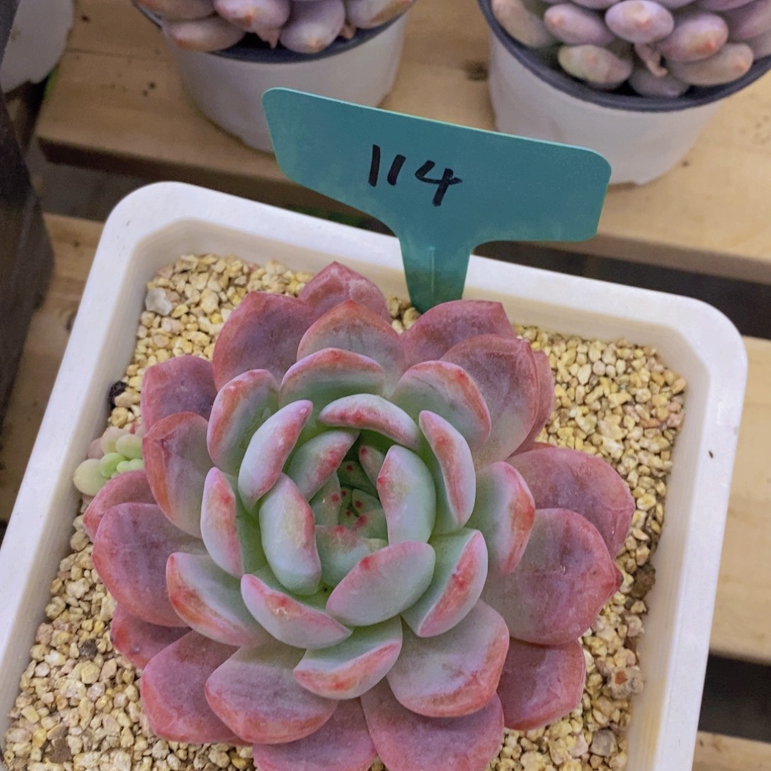 开心多肉，首播2欢迎