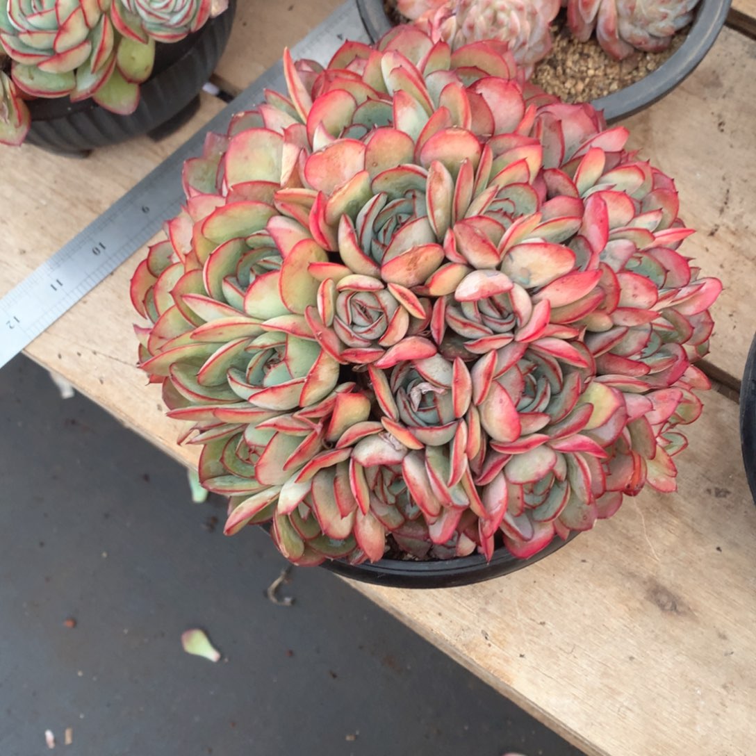 多肉植物牡丹亭多肉