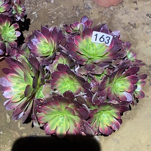 多肉植物法师163安娜