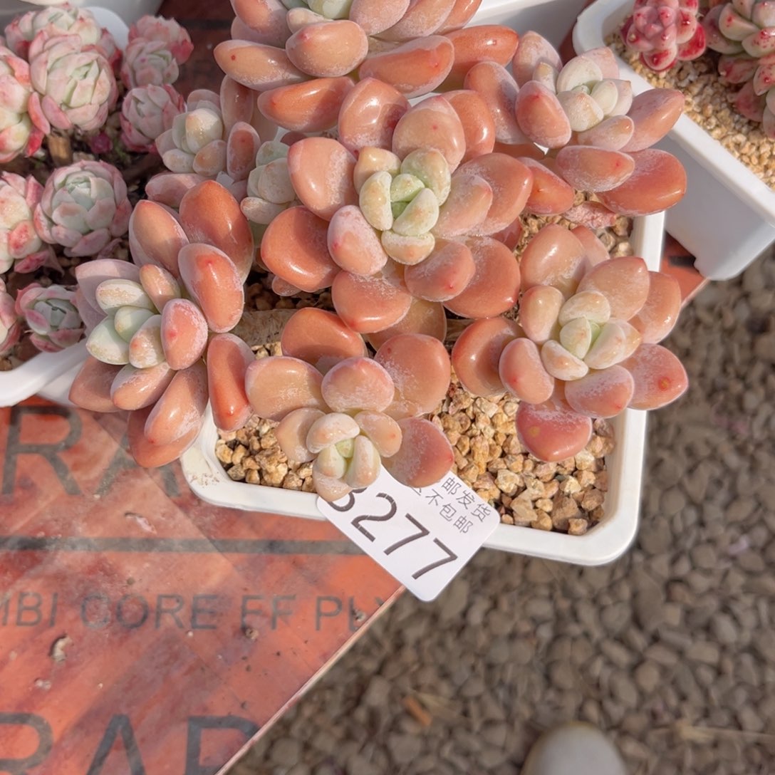 大3277；h x b c b b b b