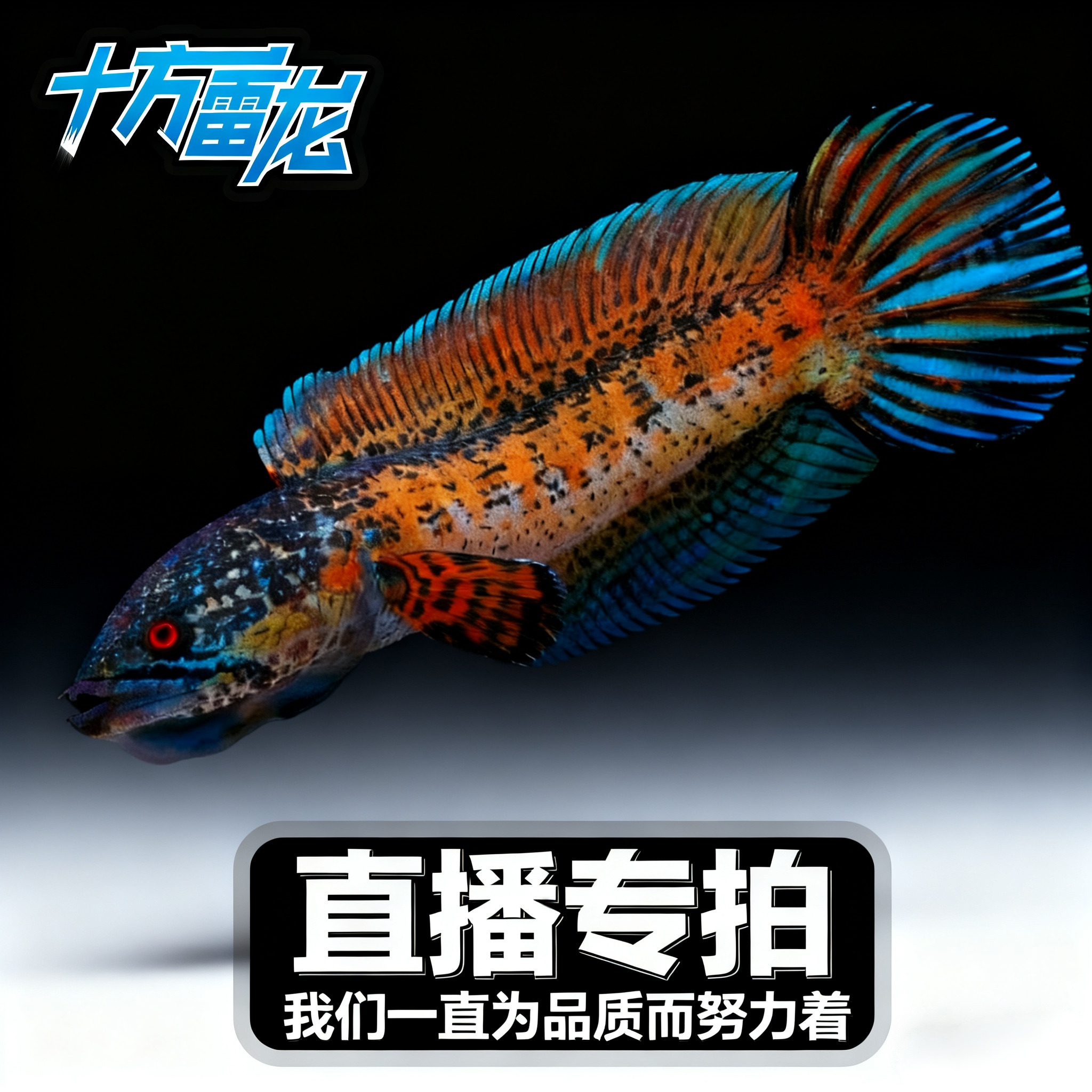 黄金眼镜蛇雷龙鱼【直播间选鱼链接】
