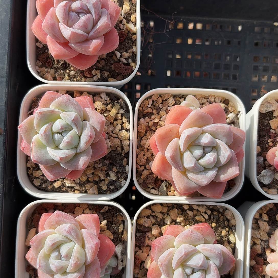 超肥冰玉单头5颗一组