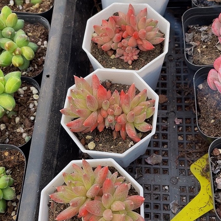 糖抓群带盆土发货