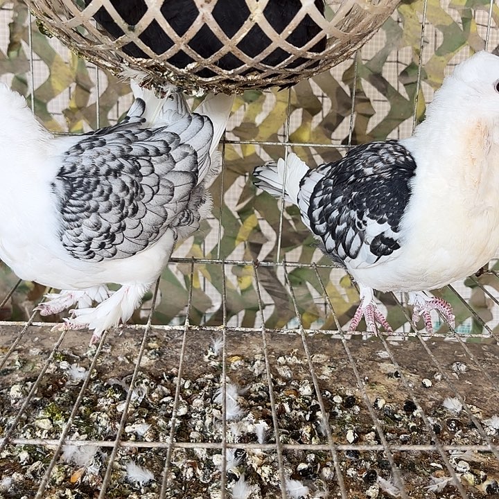 z***i15天中国大陆淑女小青年款2只