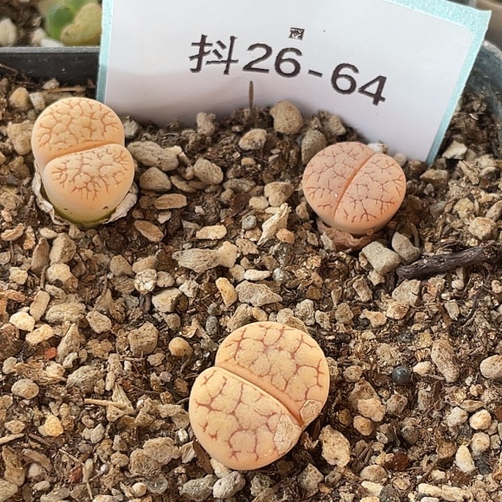 26-64荒玉多肉植物