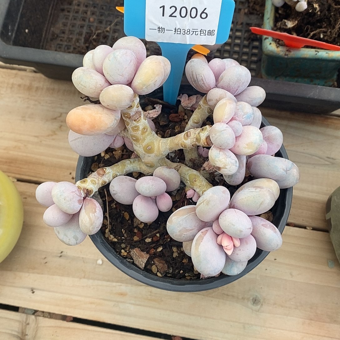 06好累好咯去天一我face