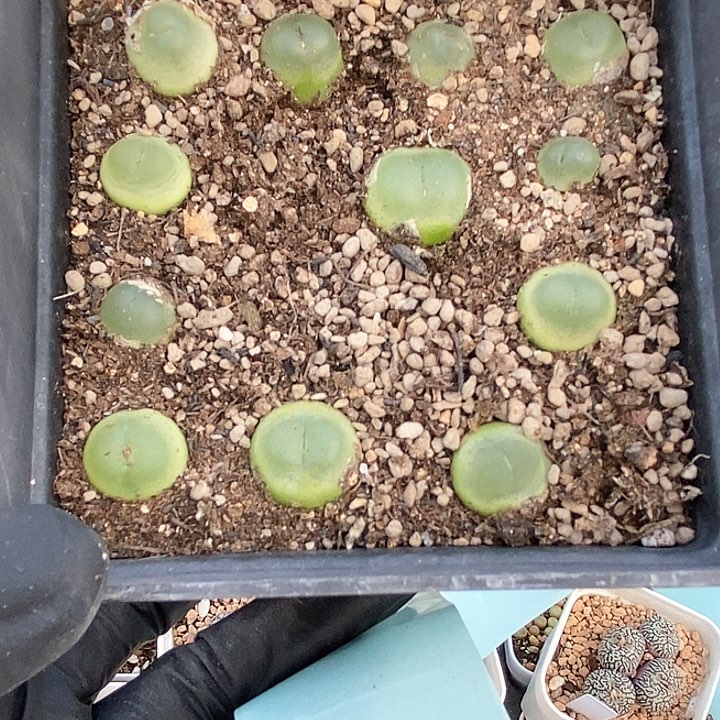 桃喜花园0207-39拉登大大大大大福利