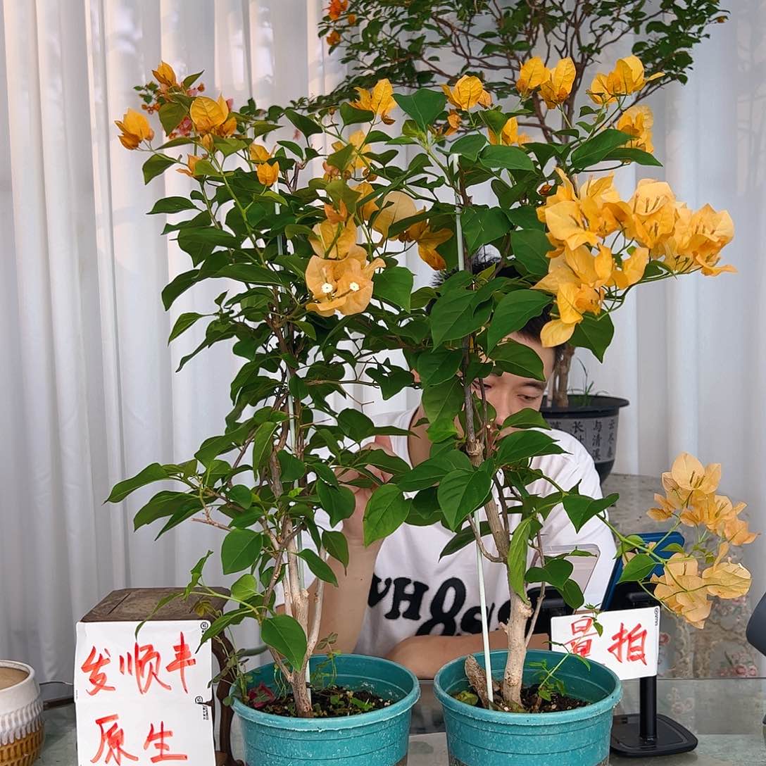 当前无花栽培后可以开花金色光辉带竹一颗