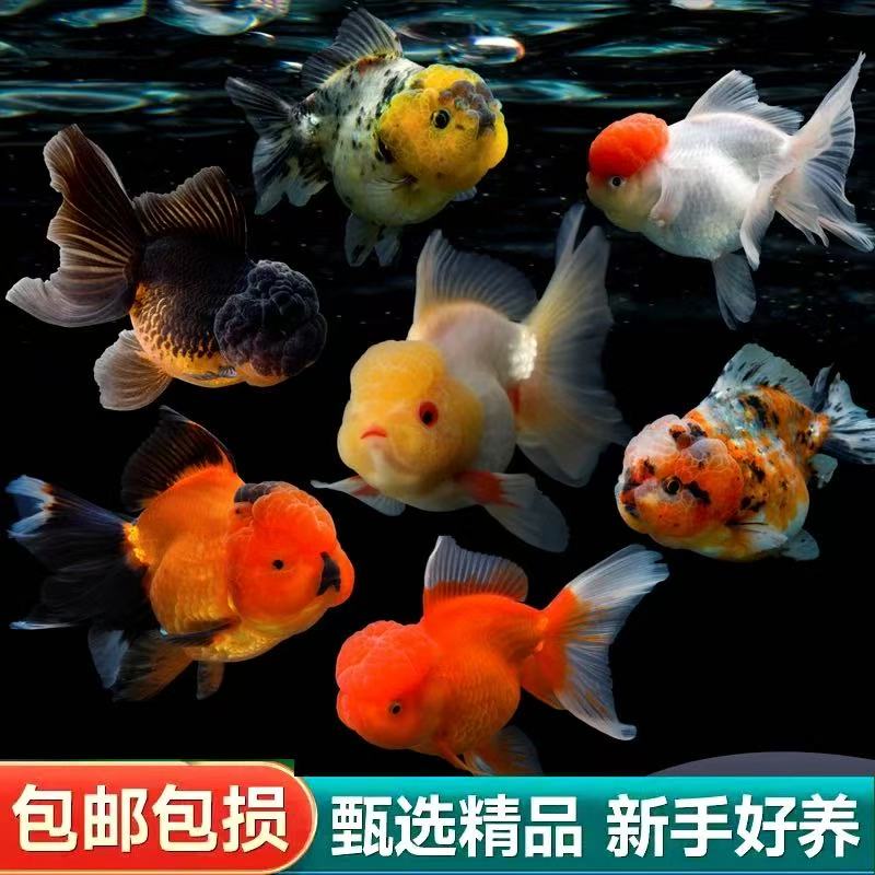 【满缸福利】黄金尺寸精品国粹金鱼好养耐活冷水观赏鱼8条6-8cm包邮