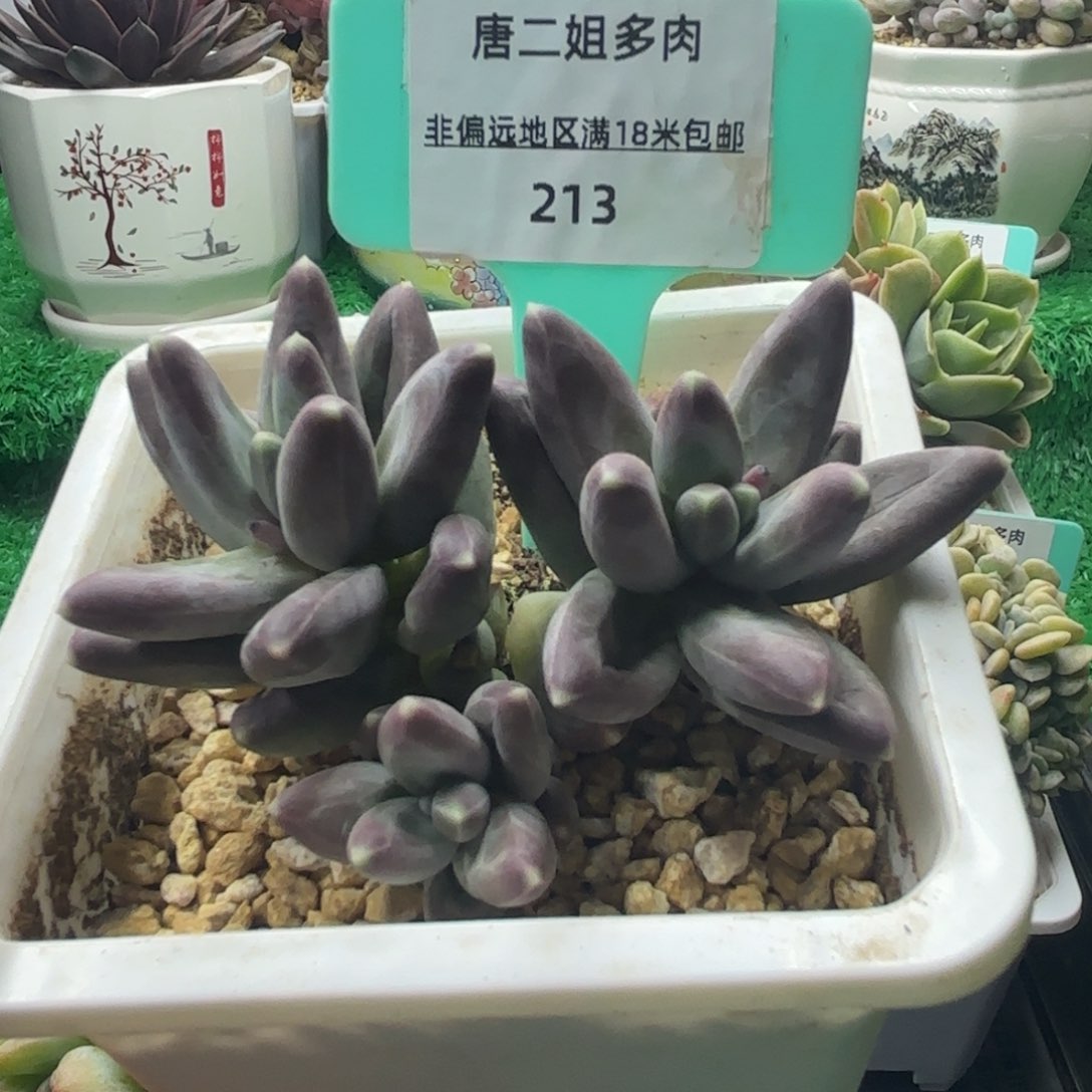 唐二姐多肉编号213