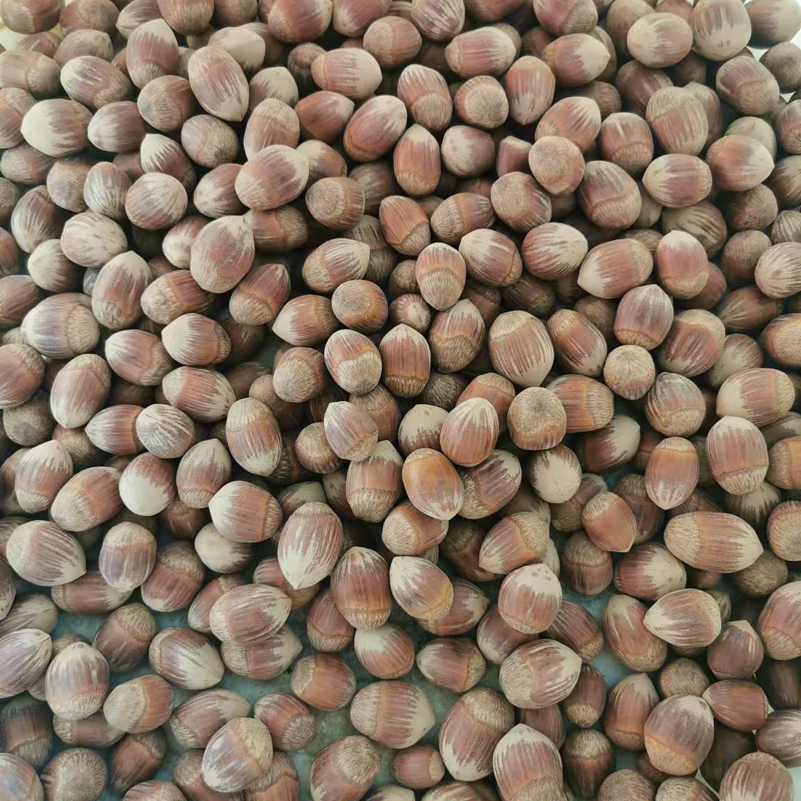 精选农家小号榛子（生）品质上乘，放心囤