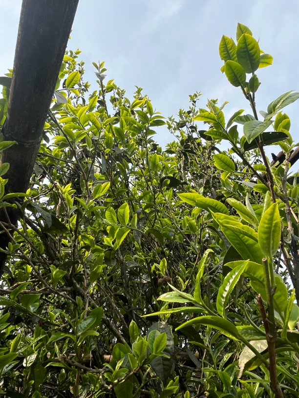 2025普洱茶藤条古树挑采