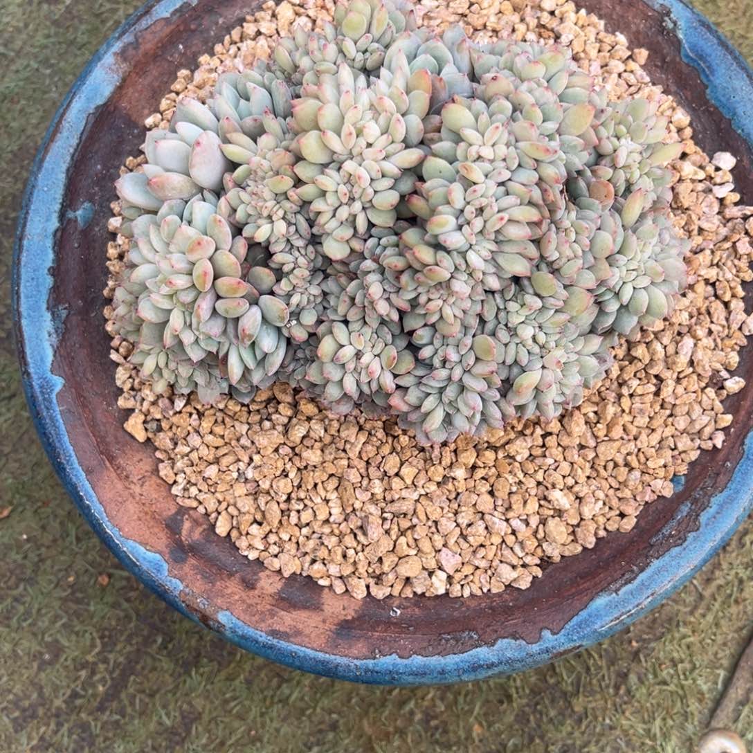 S***Hsou南方姐的小脸星颖一物一拍