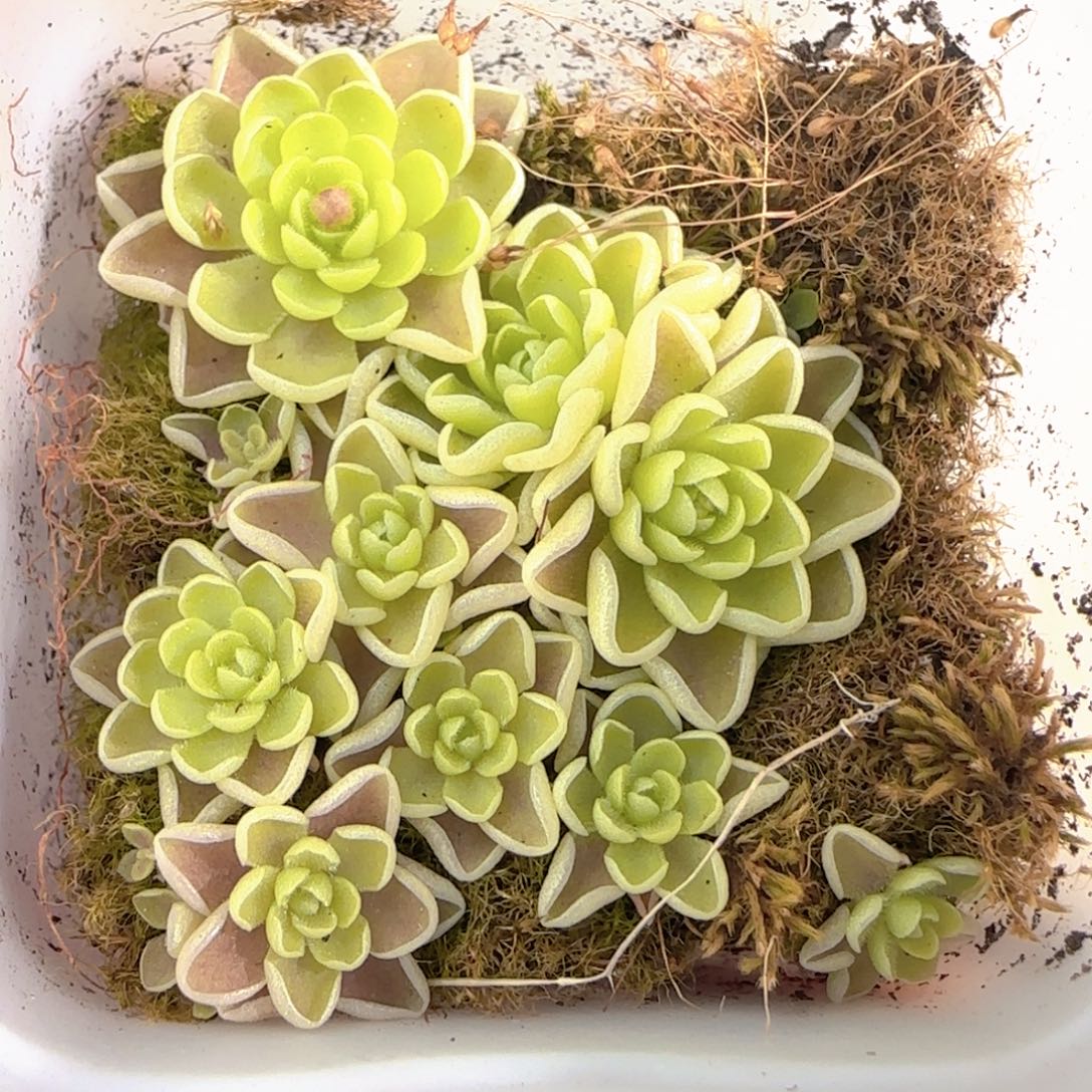 多肉1226-102捕虫堇