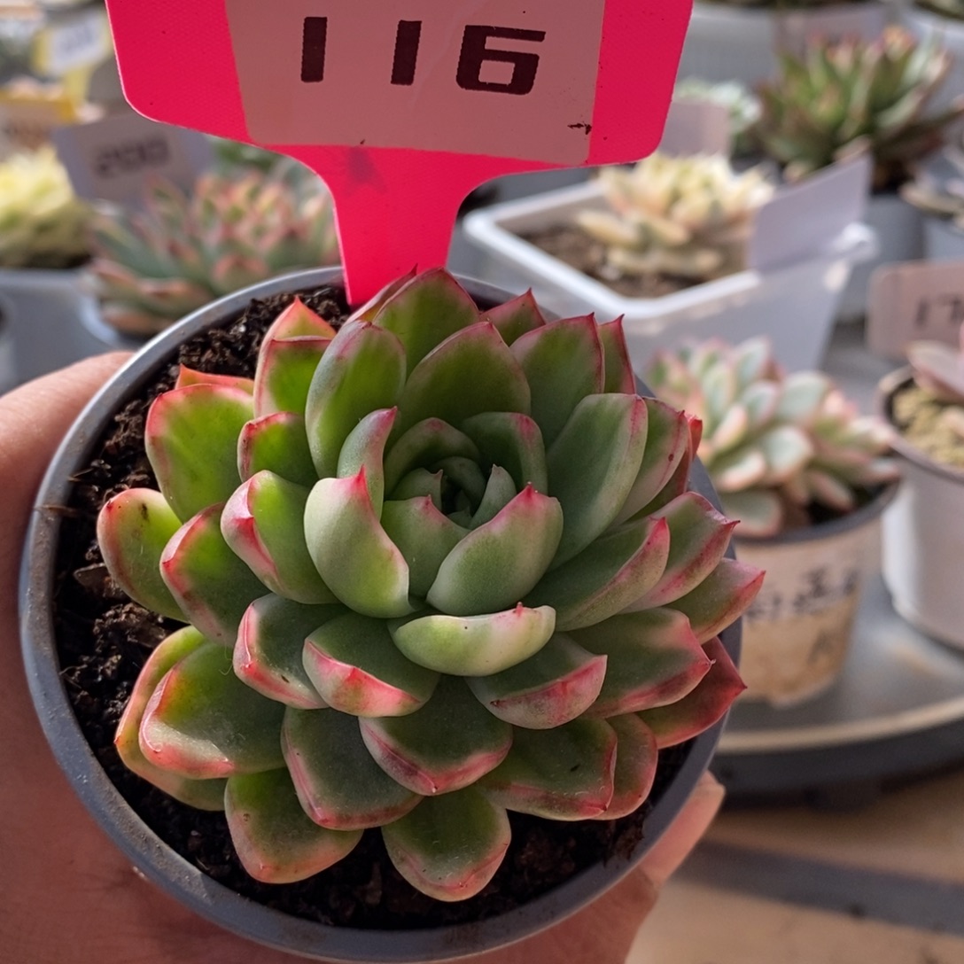 蓝塔哈哈哈哈哈哈