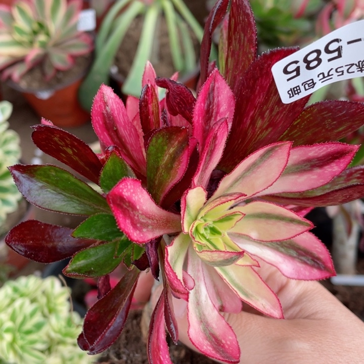 585魅影七彩嫁接多肉1，12345678 