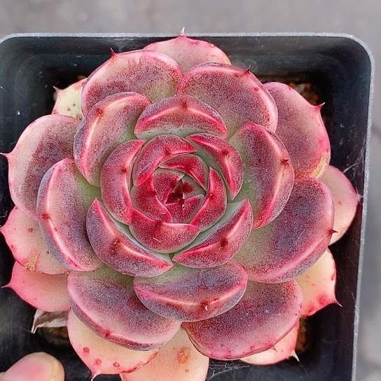 1317多肉植物老桩