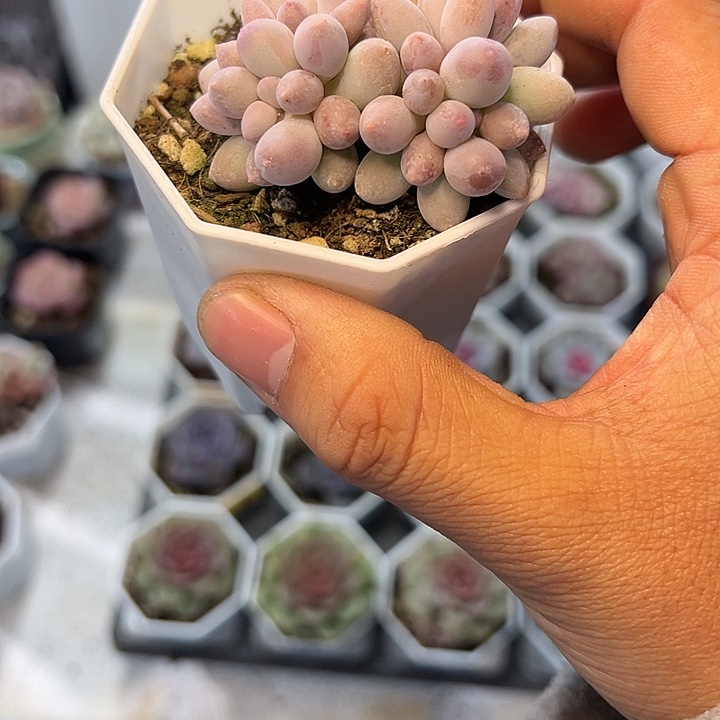 婴儿手指 满3颗包邮