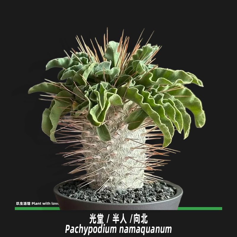 光堂/半人/向北 籽播实生 带盆发货 精品冬型块根多肉植物