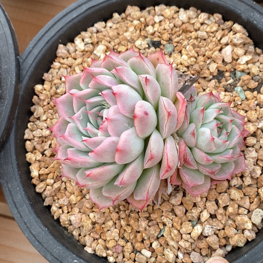 精品多肉一物一拍不包整19