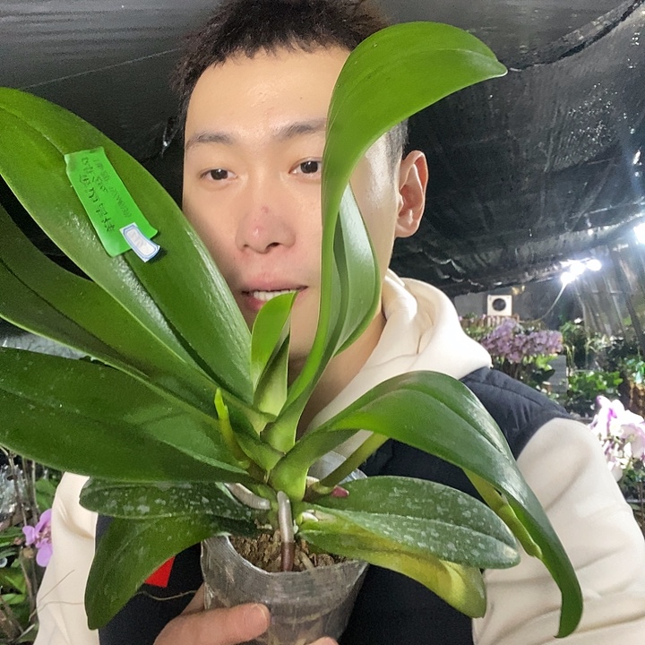 无花朵金边吉祥双剑