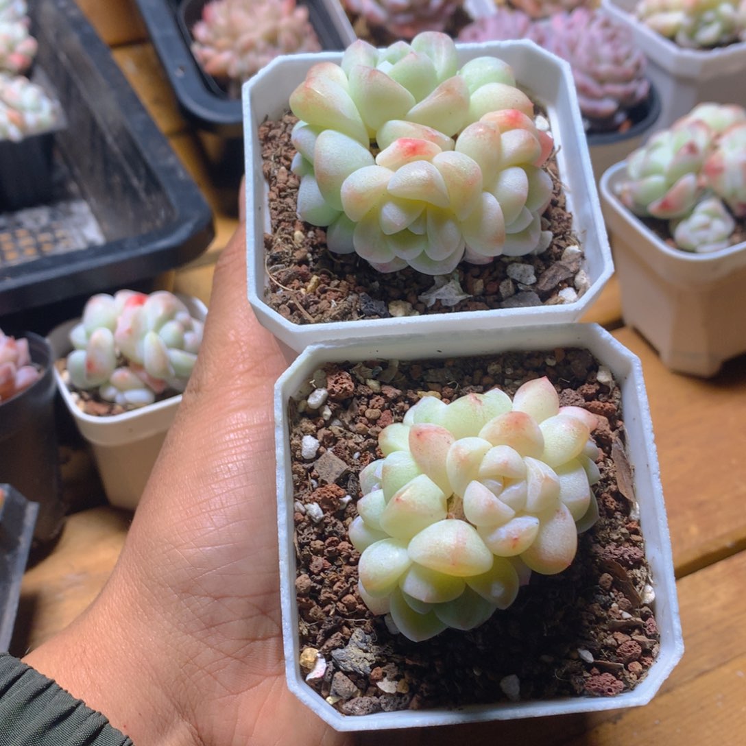 精控5头冰玉多肉一物一拍