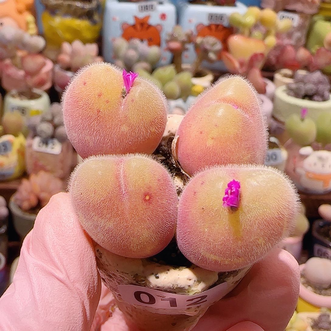T红红开花毛翠盆口3.5cm