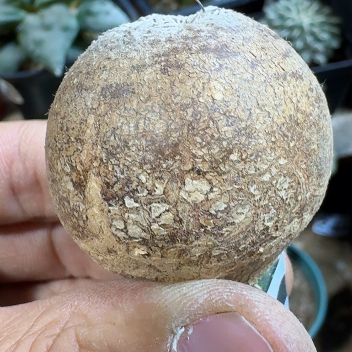 福利苗接恩蛋400