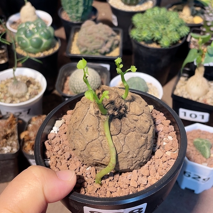 828泰国荔枝龟块根