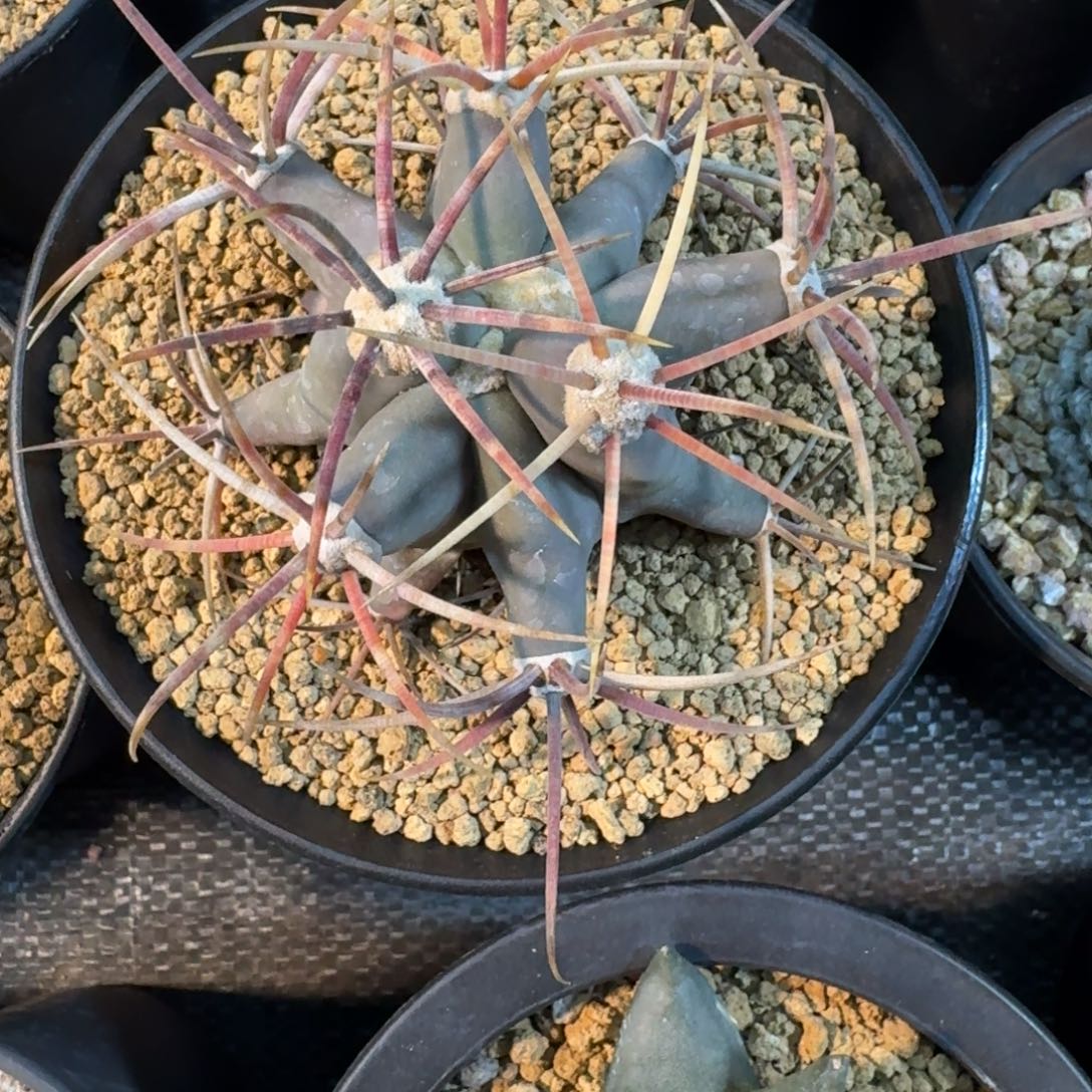 D***d仙人球一物一拍江手玉