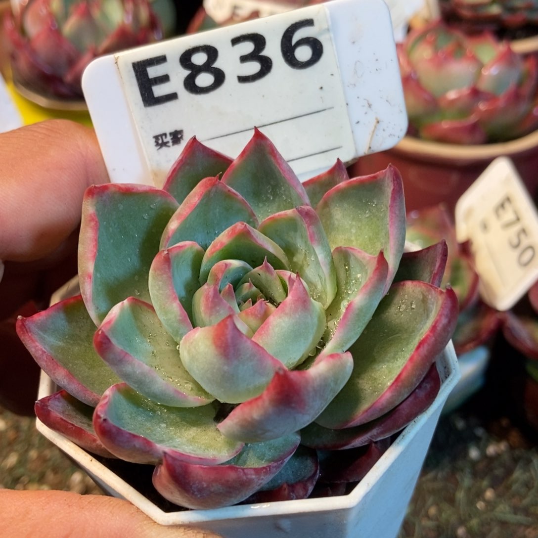 惊鸿一瞥836号楼