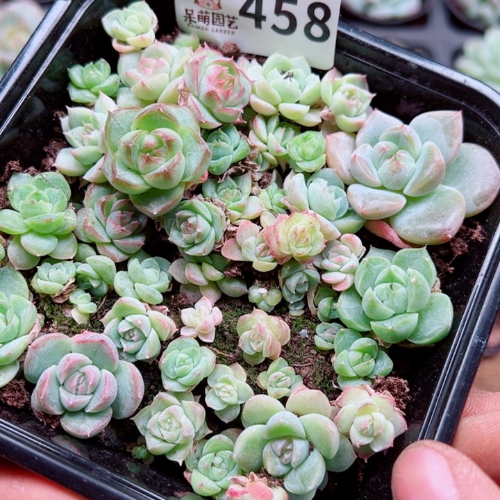 多肉植物多肉植物