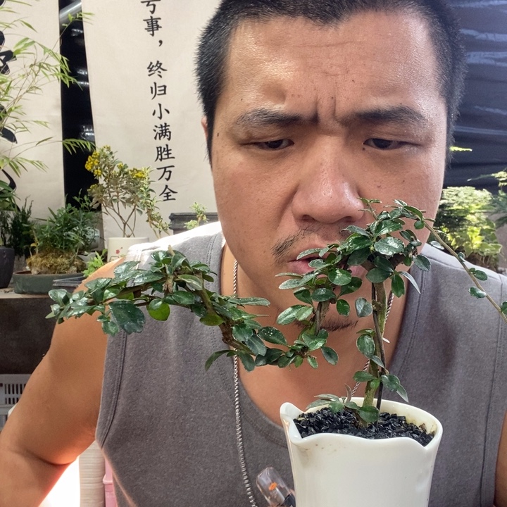 以实际为准盆景绿植盆栽47