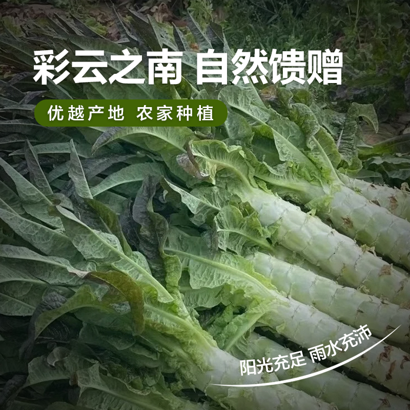 【顺丰包邮】云南高山莴笋新鲜菜应季蔬菜青笋净重3/5斤产地直发