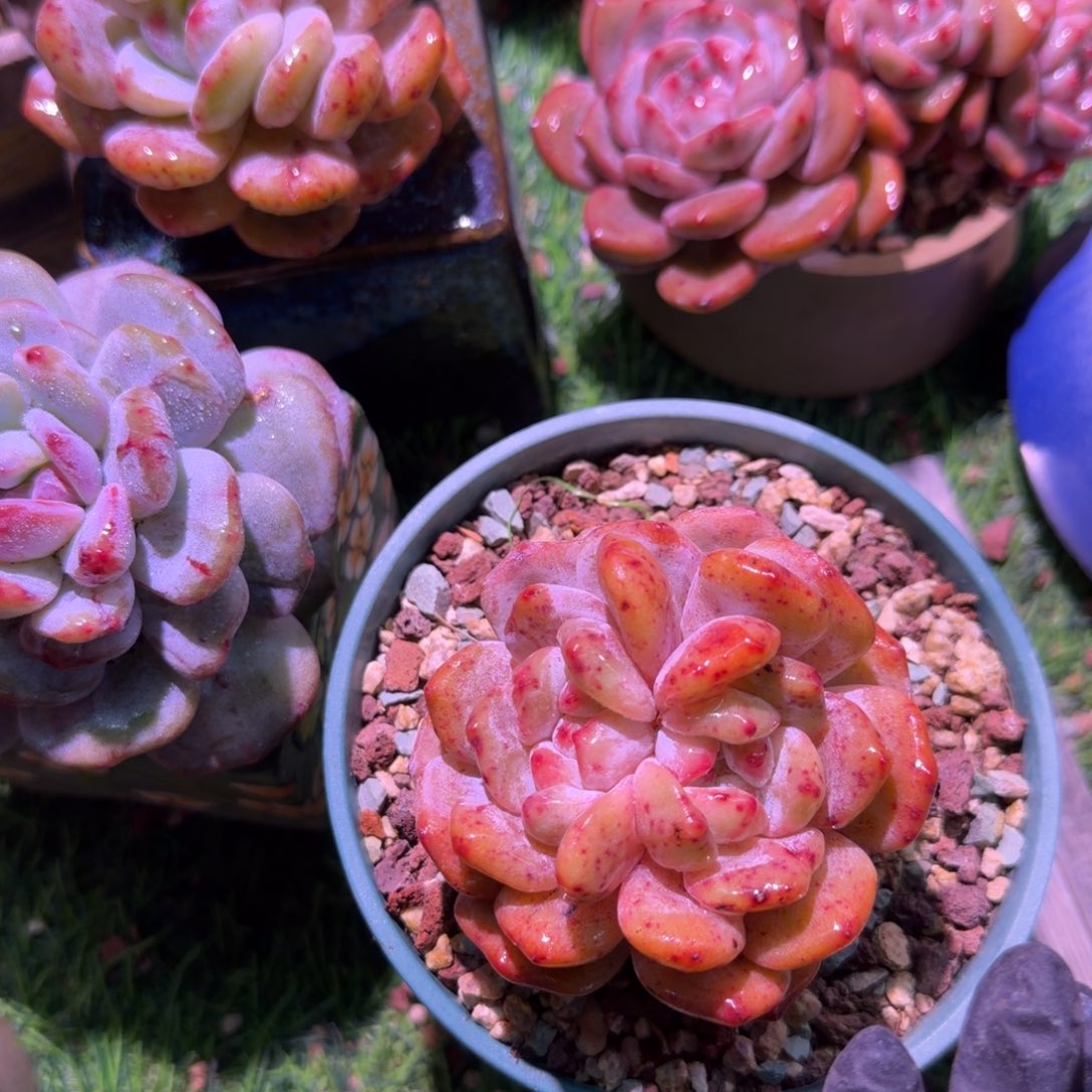 *****橙梦露石化一颗脱土发货